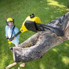 Professional Tree Services in Sterling, KS