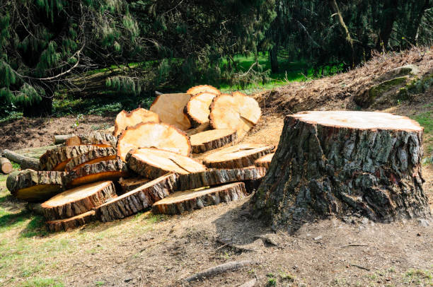 How Our Tree Care Process Works  in  Sterling, KS